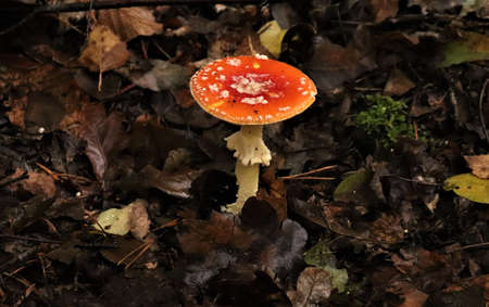 Close up detail of red and white spotted fly agaric mushroom Fly agaric mushroom growing on grass in autumn after rain and moistureの写真素材