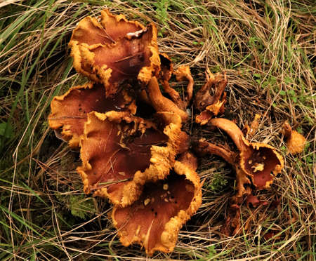 Porcini mushrooms growing in the forestの写真素材