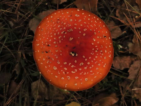 Close up detail of red and white spotted fly agaric mushroom Fly agaric mushroom growing on grass in autumn after rain and moistureの写真素材