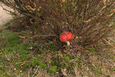 Close up detail of red and white spotted fly agaric mushroom Fly agaric mushroom growing on grass in autumn after rain and moistureの写真素材