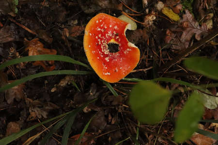 Close up detail of red and white spotted fly agaric mushroom Fly agaric mushroom growing on grass in autumn after rain and moistureの写真素材