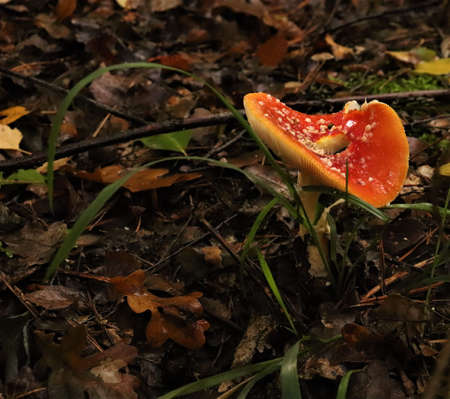 Close up detail of red and white spotted fly agaric mushroom Fly agaric mushroom growing on grass in autumn after rain and moistureの写真素材