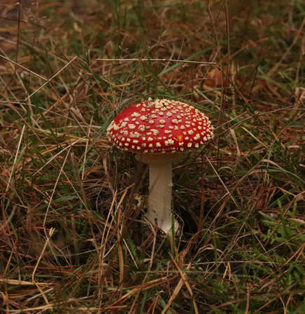 Close up detail of red and white spotted fly agaric mushroom Fly agaric mushroom growing on grass in autumn after rain and moistureの写真素材