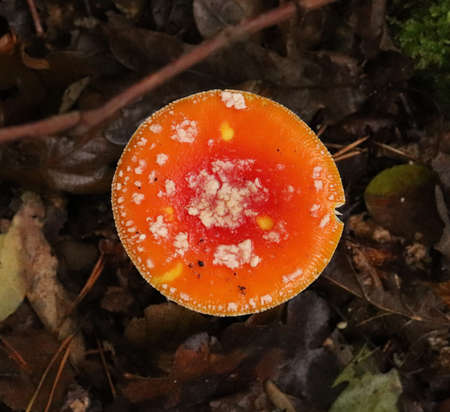 Close up detail of red and white spotted fly agaric mushroom Fly agaric mushroom growing on grass in autumn after rain and moistureの写真素材