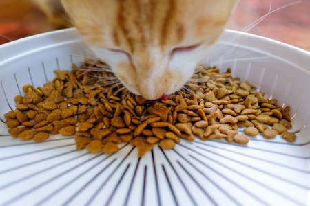 Cat Foodの写真素材