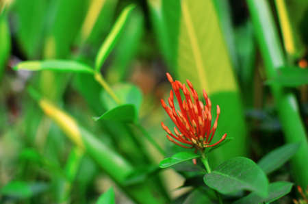 Closed up Red Ixora flower with green look background
