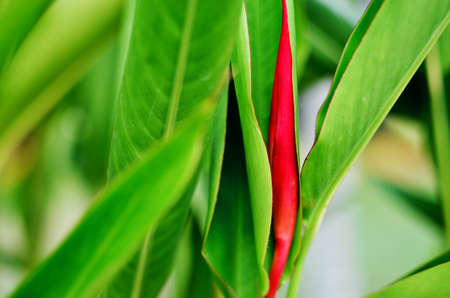 Heliconia psittacorum, Parrot Heliconia, parrot flower, Jakarta, Indonesia, Asia