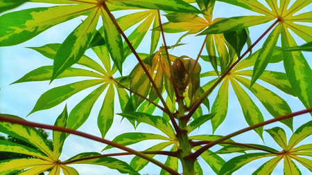 Fresh green cassava leaves (Manihot esculenta) in a tropical plantation.