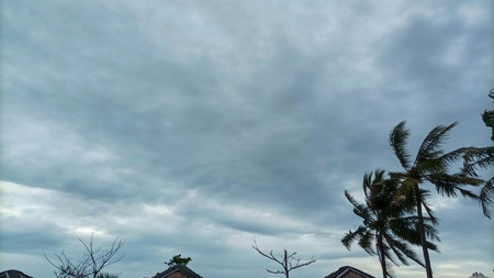 Coconut palm trees swaying in strong winds under a dramatic cloudy sky. Tropical storm atmosphere featuring palm fronds in motion during a monsoon or hurricane seasonの写真素材
