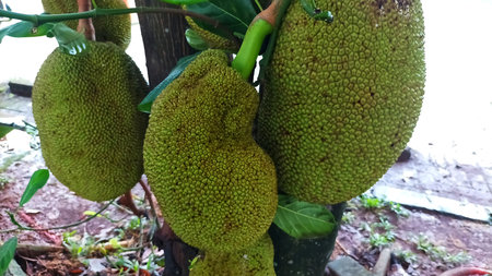 Close-up of young green jackfruit growing on a tree trunk. Unripe tropical fruit (Artocarpus...