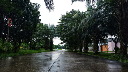 Perspective View of a Wet Asphalt Road After Rain Lined with Lush Trees and Greenery under a Moody Overcast Skyの写真素材
