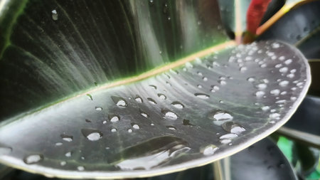 Macro Close-up of a Deep Green Rubber Plant Leaf Covered in Fresh Sparkling Water Droplets and...