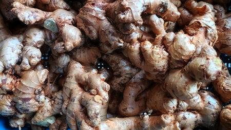 Pile of Fresh Raw Ginger Rhizomes Recently Harvested Showing Natural Texture and Earthy Skin for...