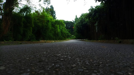 Ground Level View of a Paved Road Leading into a Thick Tropical Forest with Overhanging Green...