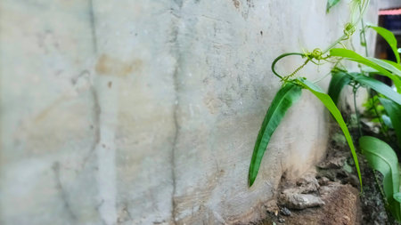 Side Profile View of Small Green Foliage and Climbing Grass Attached to a Textured Grey Concrete...