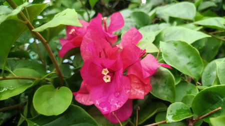 Vibrant Pink Tropical Flowers Blooming Among Dense Green Leaves in a Summer Garden with Natural...