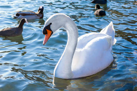 White Swan, Switzerland, lake, winter, nature