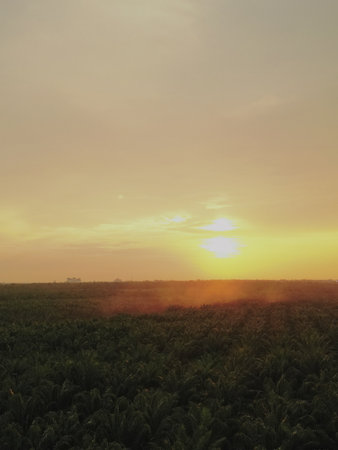 Scenic outdoor view capturing natural elements like sunset, sunrise, fog, paddy field, and cloud formations. Suitable for nature, travel, or weather-related themes.の写真素材