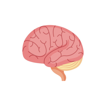 Art Illustration Design Concept Anatomy Body Human Symbol Icon Logo Realistic Of Brainのイラスト素材