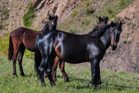 A beautiful black horse grazing in a mountain pasture.の写真素材