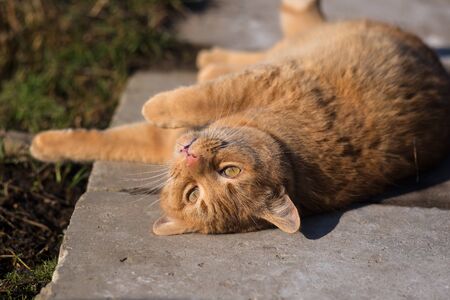 Carefree red cat takes a sun bath.の写真素材