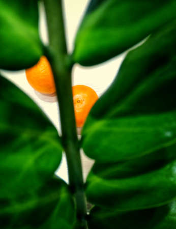 2 mandarins on a table with a green flower front backgroundの写真素材