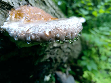 Chaga mushroom on a tree with water drops. Close-up