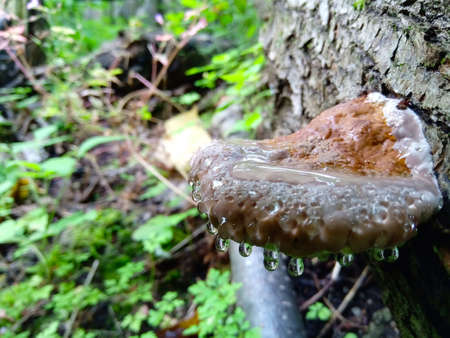 Chaga mushroom on a tree with water drops. Close-up
