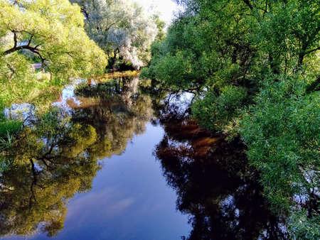 river with trees growing around the edgesの写真素材