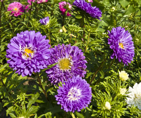 Flowerbed with few purple asters on green leaves.の写真素材