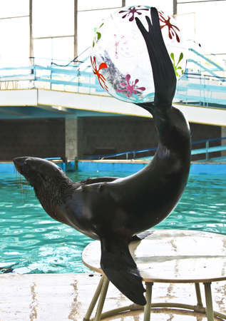 Trained sea lion on show, recorded in dolphinarium in town Jevpatoria in Crimea.のeditorial素材