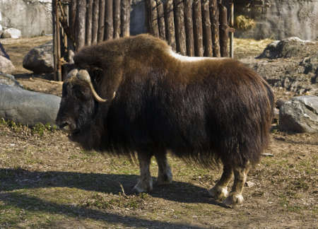 Musk ox (Ovibos moschatus), lives in North of USA and Canada, recorded in Moscow zoo.の写真素材
