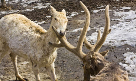 Couple of two deers, male and female, in marriage games. Recorded in Moscow zoo.