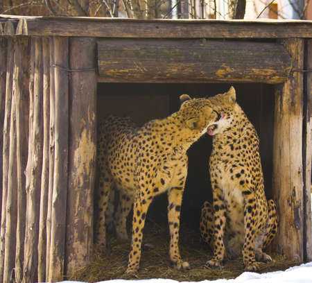 Two kissing cheetahs, recorded in Moscow zoo の写真素材