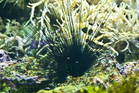 Diadema savigny or long spine sea urchin, lives in Pacific, Atlantic and Indian oceans, recorded in aquarium  in town Sevastopol in Crimea.の写真素材
