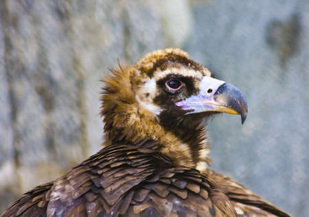 Eagle (Aquila heliaca), recorded in Moscow zoo.