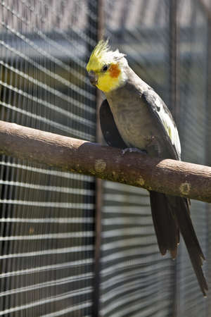 Cockatoo (crested) parrot (Nymphicus Hollandicus), lives in Australia.