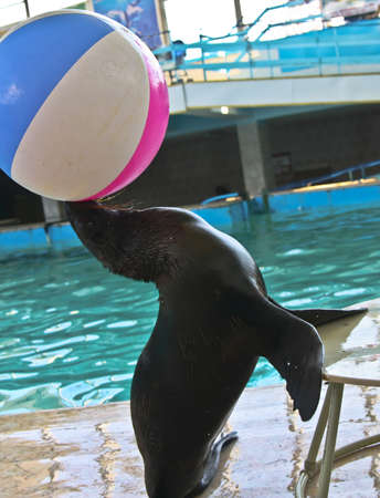 Trained sea lion with ball on show, recorded in dolphinarium in town Yevpatoria in Crimea.の写真素材