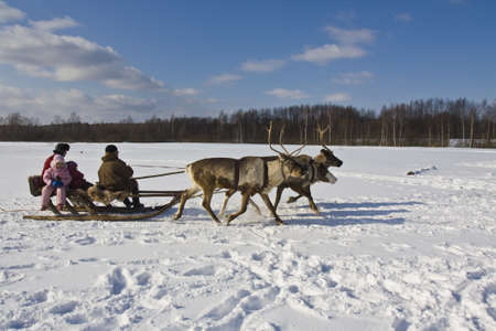 Antsiferovo, Russia - March 24, 2012: tourists, riding in carriage with deers in winter on snow, recorded in deer's farm in village Antsiferovo, Russia.のeditorial素材