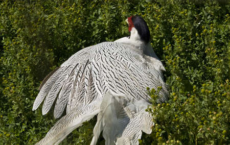 Ring-necked (common) pheasant (phasianus cochicus), lives in South-Eastern Asia, Europe, Australia,...