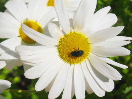 Fly insect on flower of ox-eye daisy  camomile  の写真素材