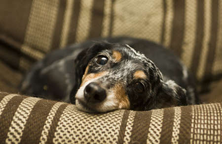 Black little short-haired dachshund (badger-dog) laying on chair.の写真素材
