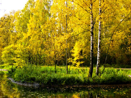 Autumn landscape - little island with golden birch tree and yellow forest around.の写真素材