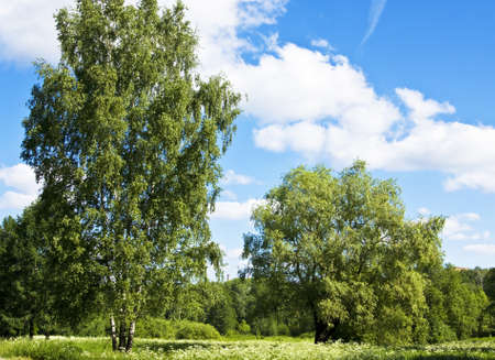 Summer landscape - two trees on green field with wild white flowers.の写真素材