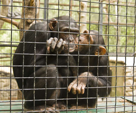 Two monkeys chimpanzee in cave kissing.の写真素材