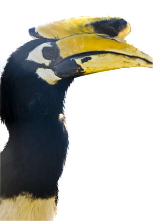 Indian pied-hornbite (Antracoceros coronatus), lives in South-Eastern Asia, isolated on white background.の写真素材
