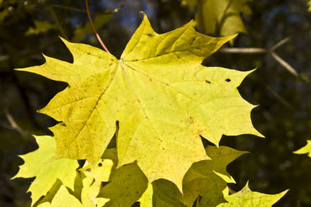 Big yellow maple leaf on branch on full screen.