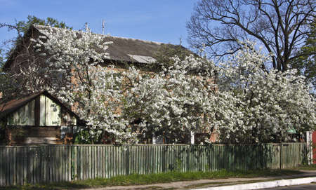 Irpen, Kiev region, Ukraine - May 01, 2010: Village house with garden, cherry trees in blossom around. Recorded in Ukraine, suburbs of capital town Kiev.のeditorial素材