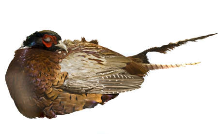 Golden pheasant  Phasianus versicolor , lives in China and Nepal, isolated on white background 