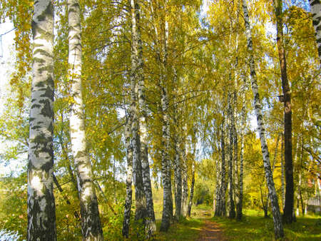Avenue of golden birches, autumn landscape.の写真素材